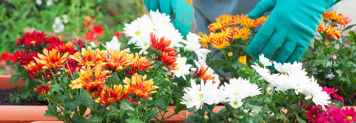 Person pflanzt Blumen ein